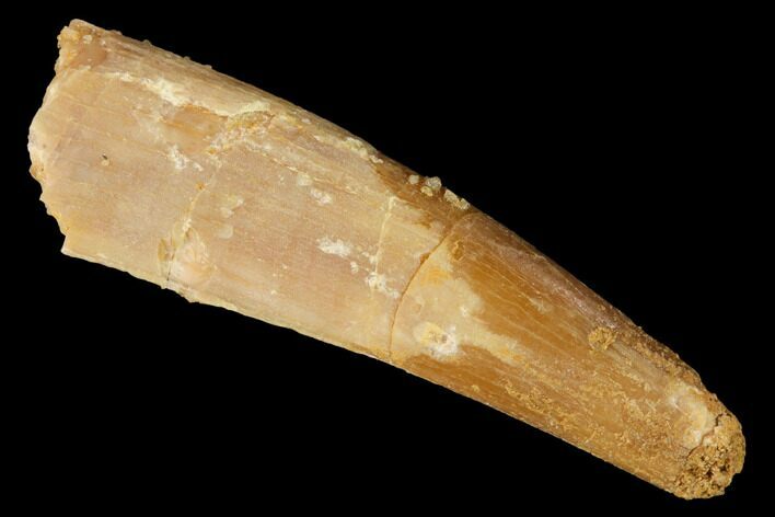 Fossil Pterosaur (Siroccopteryx) Tooth - Morocco #145788